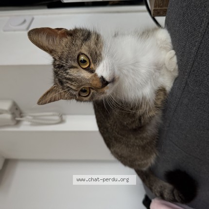 Photo 1/1 Chat retrouvé Perdu à Lille