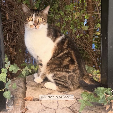 Photo 1/1 TINTIN Chat perdu à Seillons Source D Argens