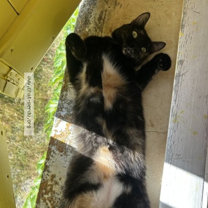 Photo 3/5 Ozzy Chat perdu à Marseille