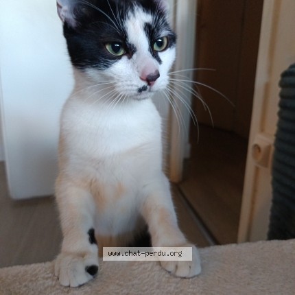 Photo 1/1 Chat trouvé Trouvé à Chalon Sur Saone
