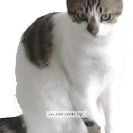 Photo 1/1 Coco Chat perdu à Dunkerque Malo