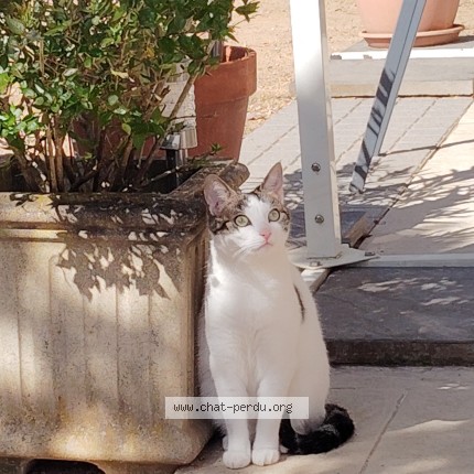 Photo 1/1 lilou Chat perdu à Chenas