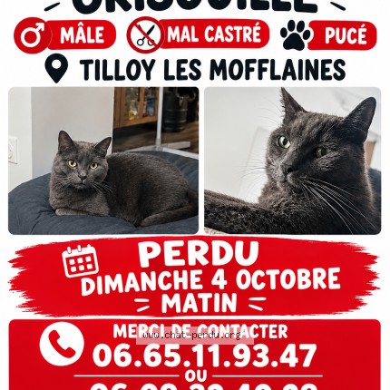 Photo 1/1 grisouille Chat perdu à Tilloy Les Mofflaines