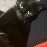 Moki
