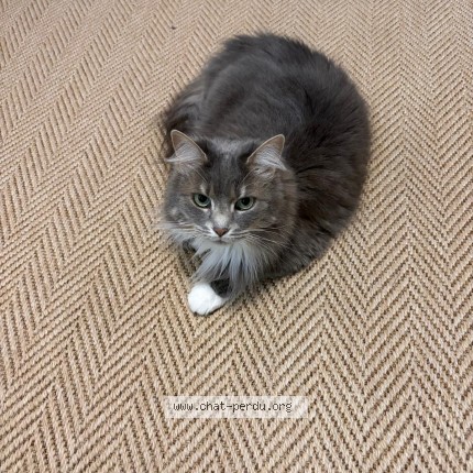 Photo 1/1 Chat retrouvé Perdu à Saint Nazaire