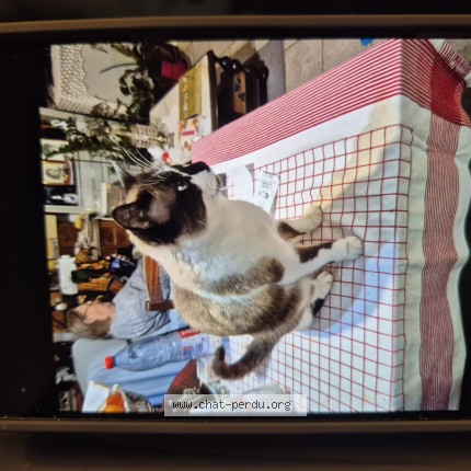 Photo 1/1 Minet Chat perdu à St Julien De Cassagnas