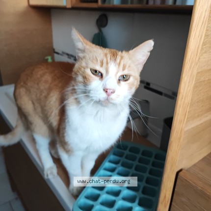 Photo 1/1 Chat trouvé Trouvé à Cambrai