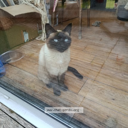 Photo 1/1 Tiplouf Chat perdu à Binic Etables Sur Mer