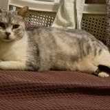 Pusykate