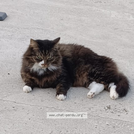 Photo 1/1 Chat retrouvé Perdu à Ressons Sur Matz