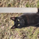 Onyx
