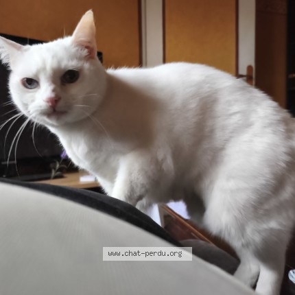 Photo 1/1 Neige Chat perdu à Palaiseau