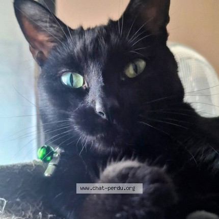 Photo 1/1 Zaza Chat perdu à Clamart