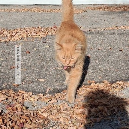 Photo 1/1 Chat trouvé Trouvé à Winnipeg