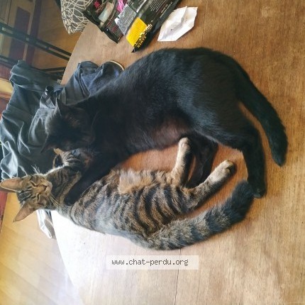 Photo 1/1 gomiz Chat perdu à Bayonne