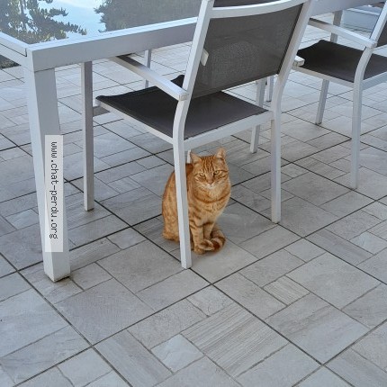 Photo 1/1 Chat trouvé Trouvé à Oulchy Le Chateau