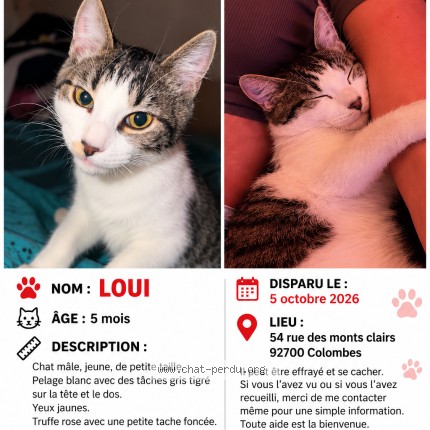 Photo 1/1 loui Chat perdu à Colombes