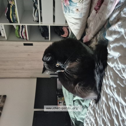 Photo 1/1 Chat trouvé Trouvé à Thiais