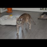 capucine