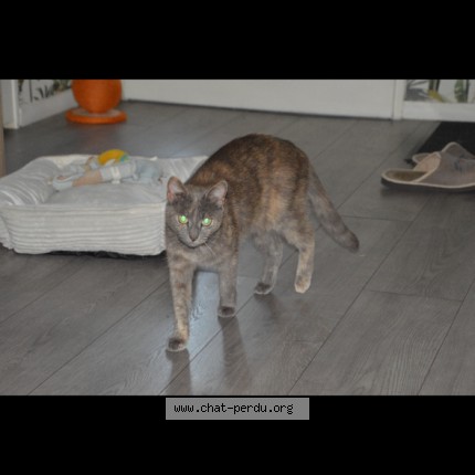 Photo 1/1 capucine Chat perdu à Cuverville