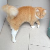 Milo