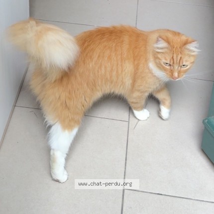 Photo de chat retrouvé à Valseme