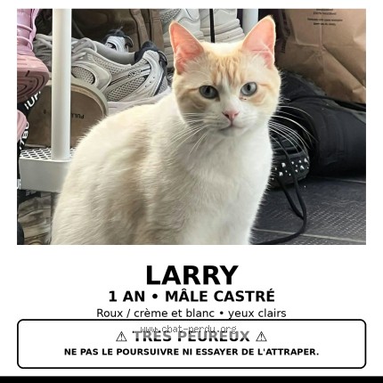 Photo 1/1 Larry Chat perdu à Montevrain