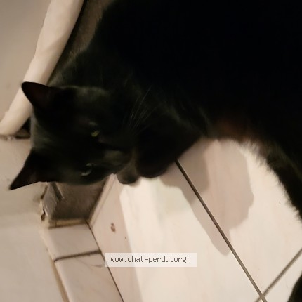 Photo 1/1 Chat trouvé Trouvé à Evere