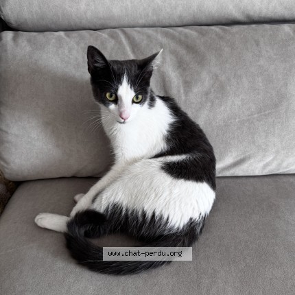 Photo 1/1 Chat retrouvé Trouvé à Bordeaux