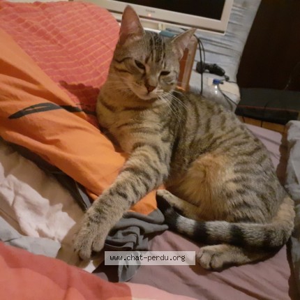 Photo 1/1 MEw Chat perdu à Dijon