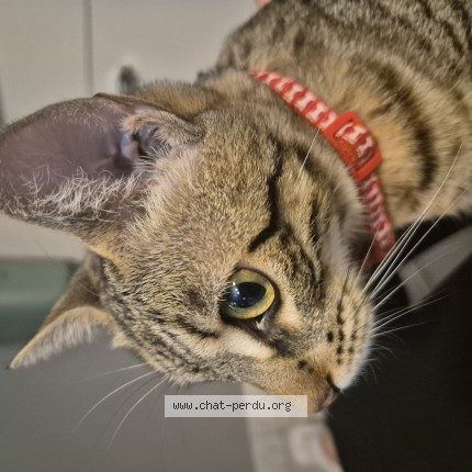 Photo 1/1 Chat trouvé Trouvé à Beziers