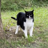 nouki