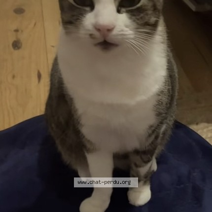 Photo de chat perdu à Pau