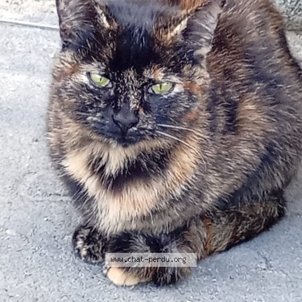 Photo 1/1 Chat trouvé Trouvé à Le Mans