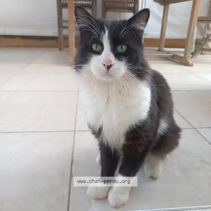 Photo 1/1 Chat trouvé Trouvé à Meyzieu