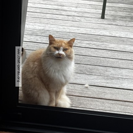 Photo 1/1 Chat trouvé Trouvé à Nantes