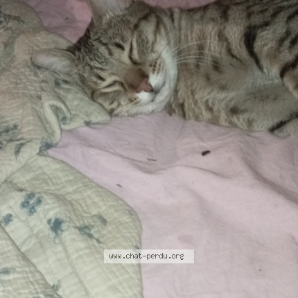 #949852 chat trouvé à MARSEILLE - Chat Perdu France
