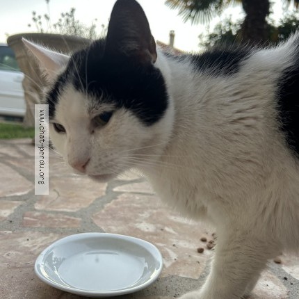 Photo 1/1 Chat trouvé Trouvé à Leuville Sur Orge