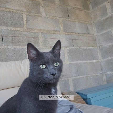 Photo 1/1 Chat trouvé Trouvé à Marson