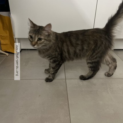 Photo 1/1 Chat trouvé Trouvé à Cenon