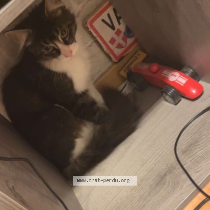 Photo 1/1 Chat trouvé Trouvé à Bailleul