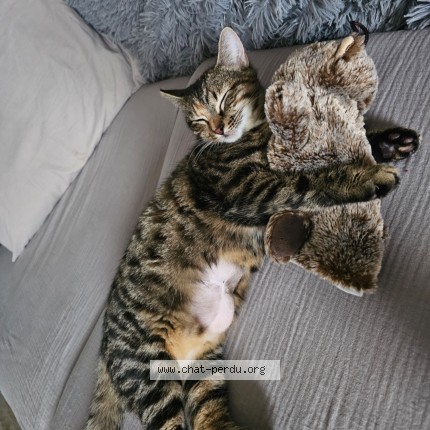 Photo de chat perdu à Valencin