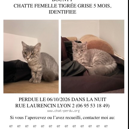 Photo 1/1 Chat retrouvé Perdu à Lyon