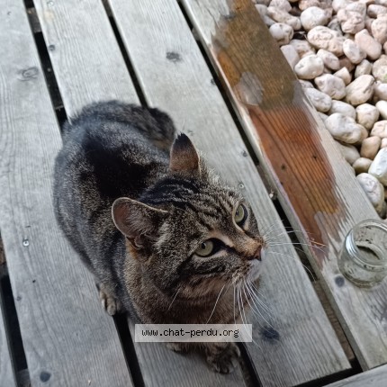 Photo 1/1 Chat trouvé Trouvé à Champex Lac