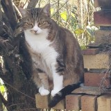 Minette
