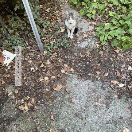 Photo 1/1 Chat trouvé Trouvé à Colombes