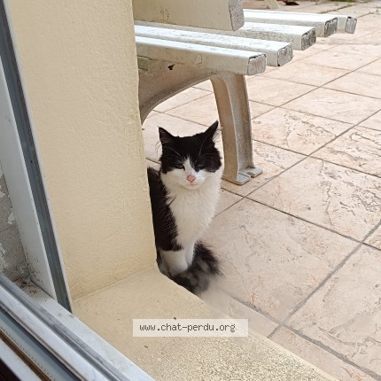 Photo 1/1 Chat trouvé Trouvé à Plouguerneau