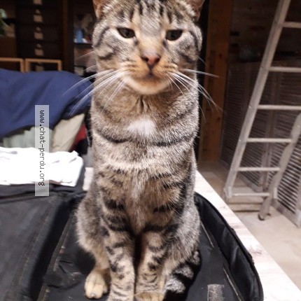 Photo 1/1 Loupio Chat perdu à Fiquefleur Equainville