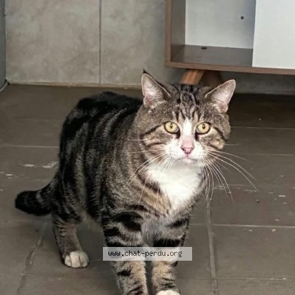 Photo 1/1 Chat trouvé Trouvé à Montauban