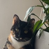 lou